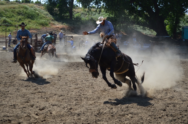 men, herbivorous, ride, animal wildlife, outdoors, person, bucking, domestic, talahi, people, ranch, horse, fast, leaping, young, moving, run, real people