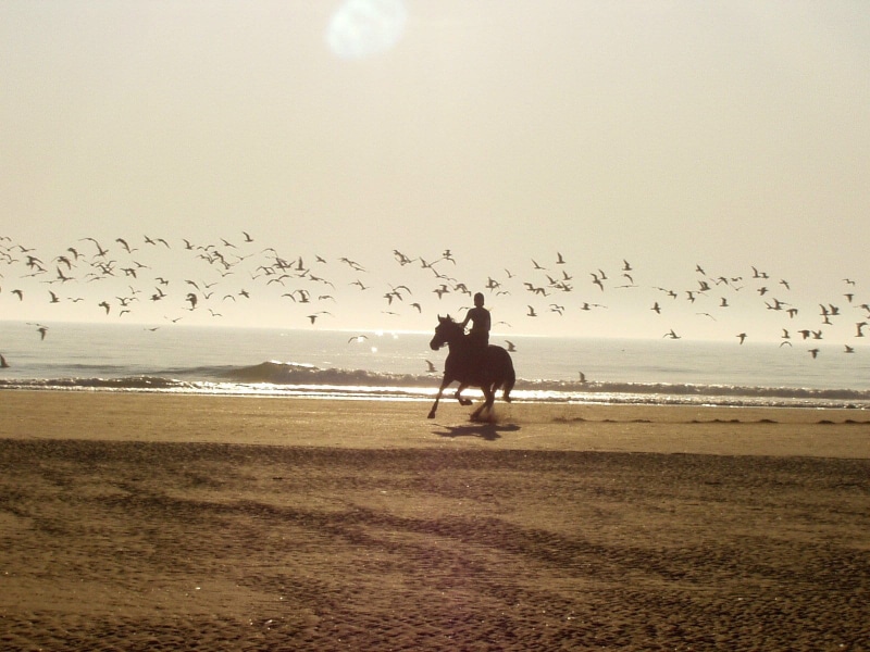 birds, body, outdoors, real people, motion, beauty in nature, horse, animals in the wild, group of animals, large group of animals, flying, running, sky