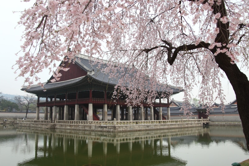 traditional, gyeonghoeru, day, religion, korea, flower, tree, cherry tree, no people, cherry blossom, flowering plant, pond, blossom, plant, wood, architecture