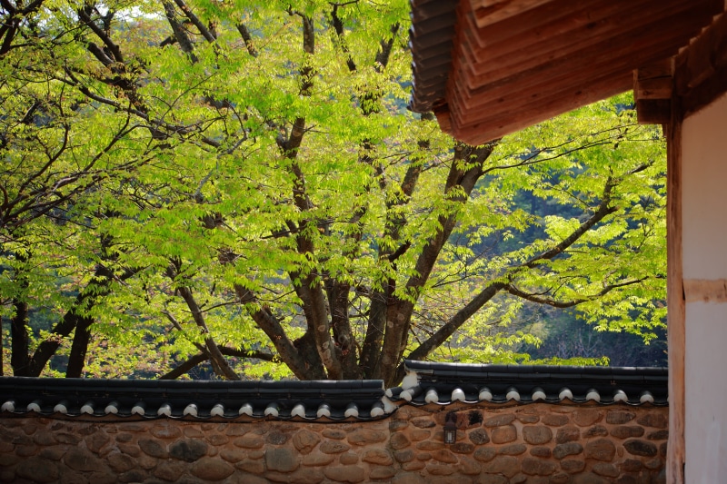 roof, tranquility, growth, plant, no people, hanok, built structure, traditional building, 5K, spring, nature, building exterior, beauty in nature, forest