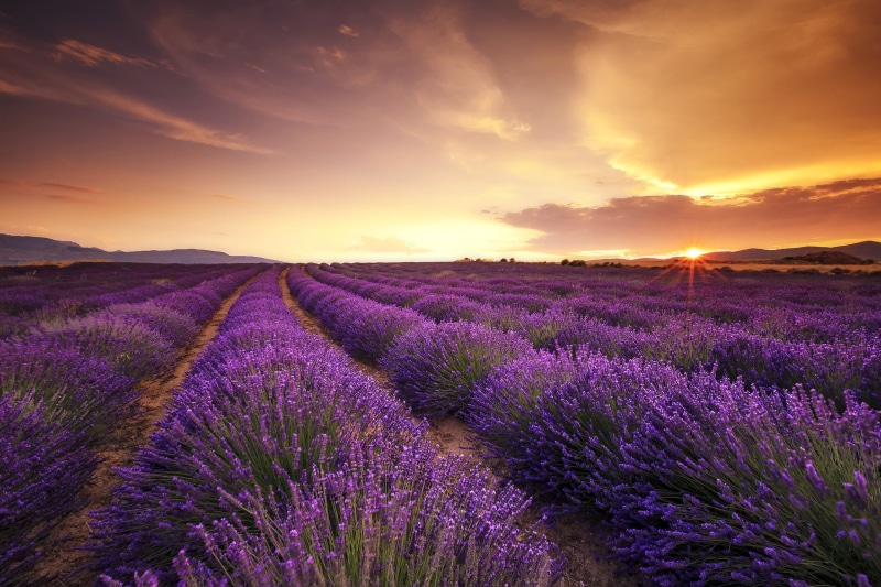 land, no people, flower head, purple, agriculture, rural scene, cloud - sky, sky, flower, flowering plant, plant, beauty in nature, lavender, farm, landscape