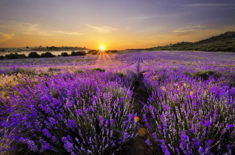 lavender, field, landscape, lavender field, 4K, bloom, Nature