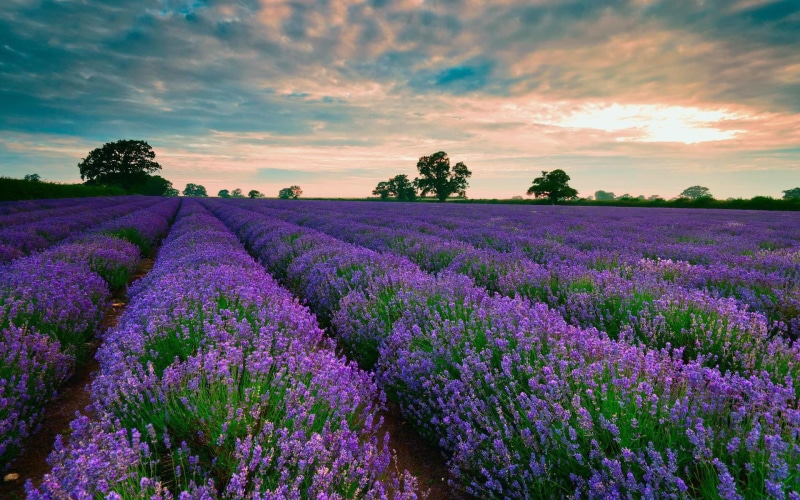 field, flowers, 1920x1200, purple, lavender, fields, tree, 1080P, cloud