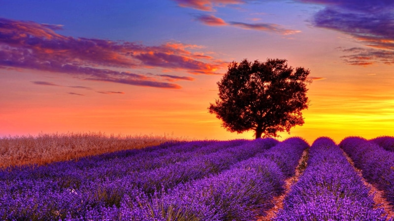 field, tree, sunset, lavender, nature and landscapes, alone, sting, 1080P