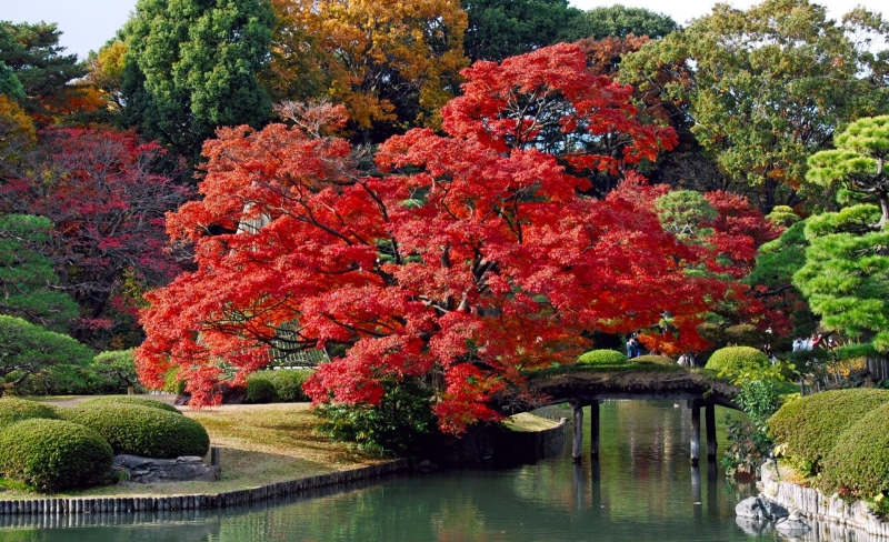 Nature, Trees, beauty in nature, footbridge, Fall, Japan, architecture, bridge, red trees, Park, growth, scenics - nature, Asia, Photography