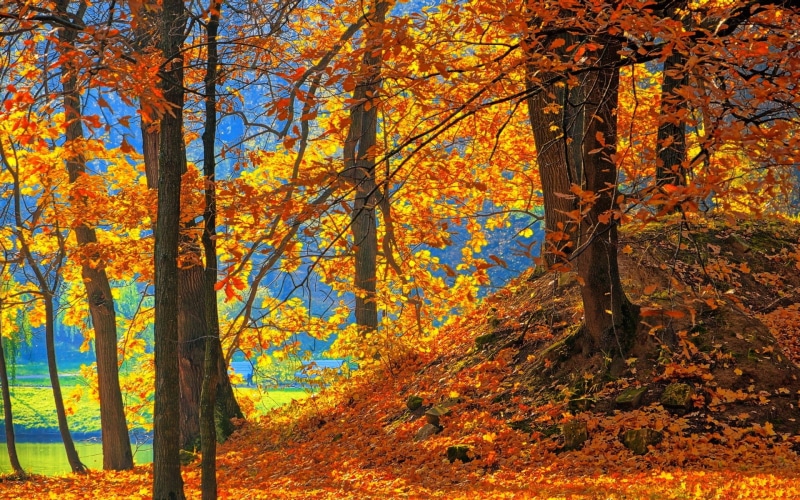 Red, Forest, Leaves, Ground, Autumn, Trees, 1080P