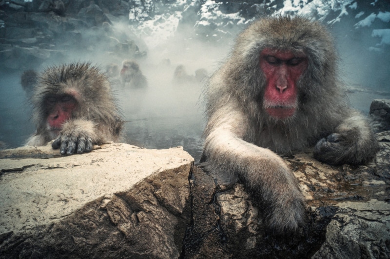 steam, wool, Japanese macaques, rocks, mountains, red, japanese, ape, macaques, face, illustration, monkeys, 1080P
