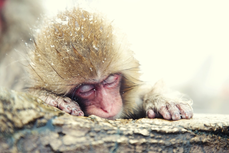 winter, 2K, Japanese macaque, Japan, snow monkey, japanese, macaque