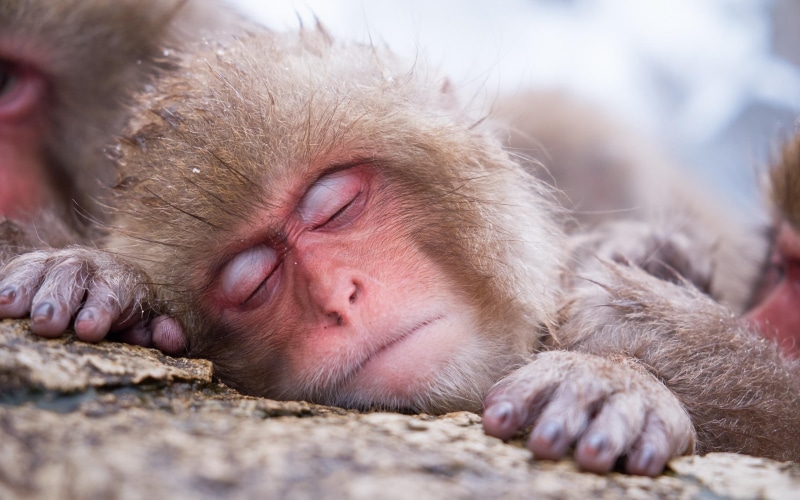 2560x1600, sleeping, japanese macaque, brown, monkey, animals, 2K