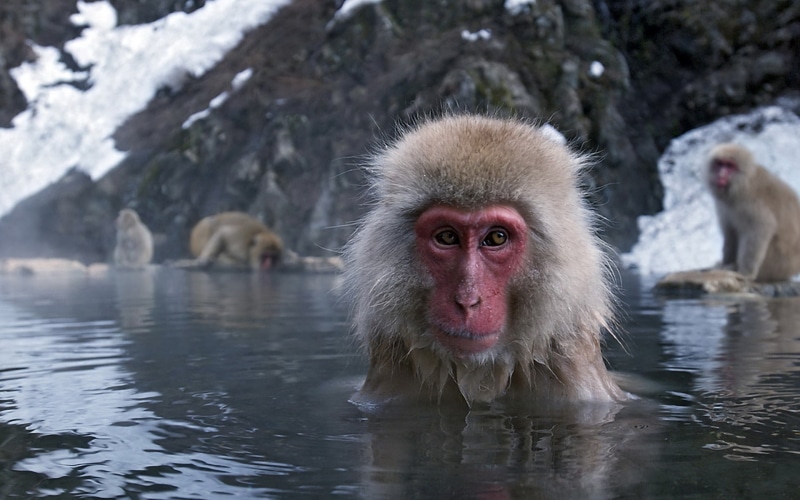 Animal, Japanese Macaque, 1080P, Macaque, Monkeys, Japan, Water