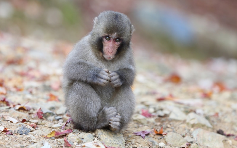 Macaque, Sitting, 1080P, Rocks, Japanese, Monkey