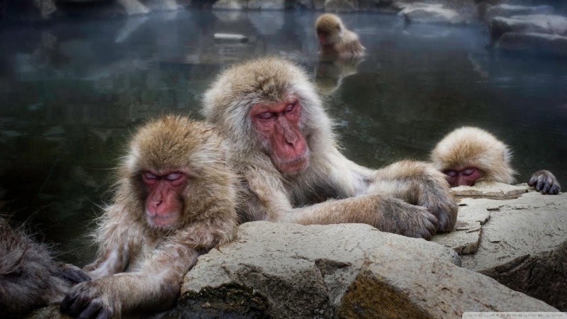 hot springs, sleeping, monkeys, japan, 1080P, animals, brown, winter, snow