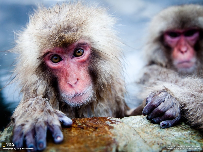 animal, rock, mammal, solid, primate, animal hair, group of animals, care, animals, red, monkey, vertebrate, macaques, 720P, japanese macaque, no people