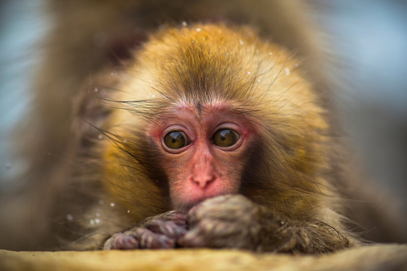 animals In The Wild, looking at camera, japan, portrait, care, animal hair, animal head, 1080P, hair, cute, Japanese macaques, small, human Face, brown