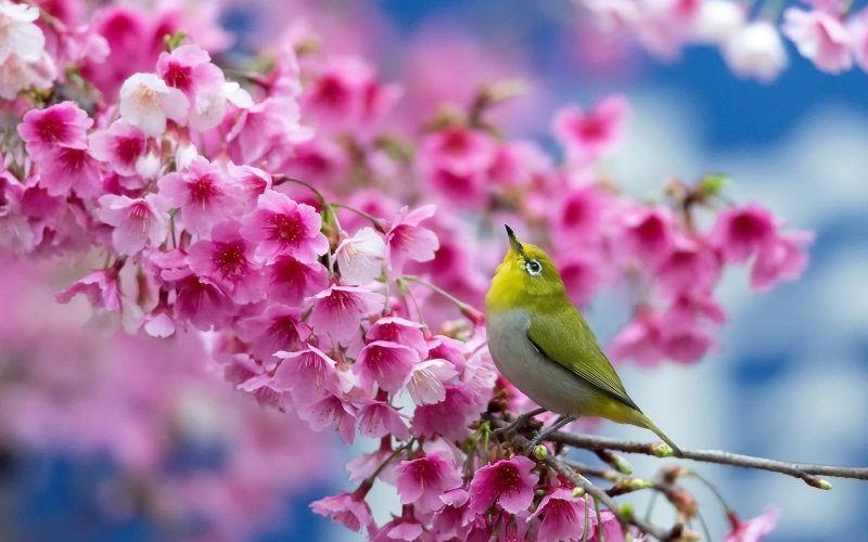 Flowers, 1080P, Spring, Sakura, Japanese, Cherry, Bird
