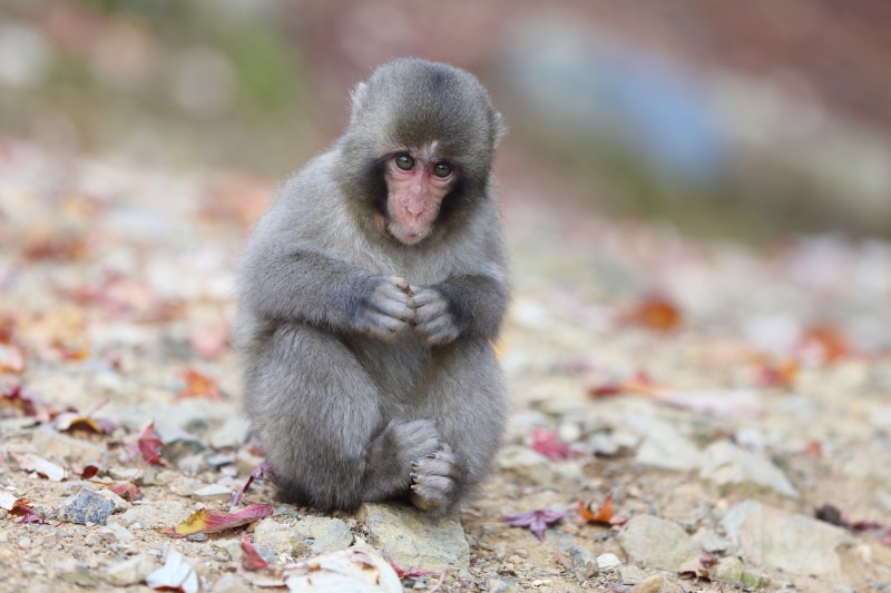 snow monkey, japanese, 1080P, sits, leaves, macaque, monkey, Japanese macaque