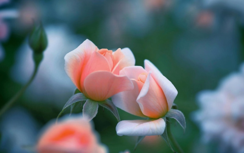 Flowers, Rose, 1080P, Pink, Bokeh