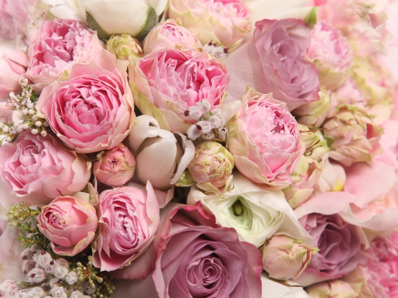 Rose, Pink, Flowers, 2K, Romance, Beautiful