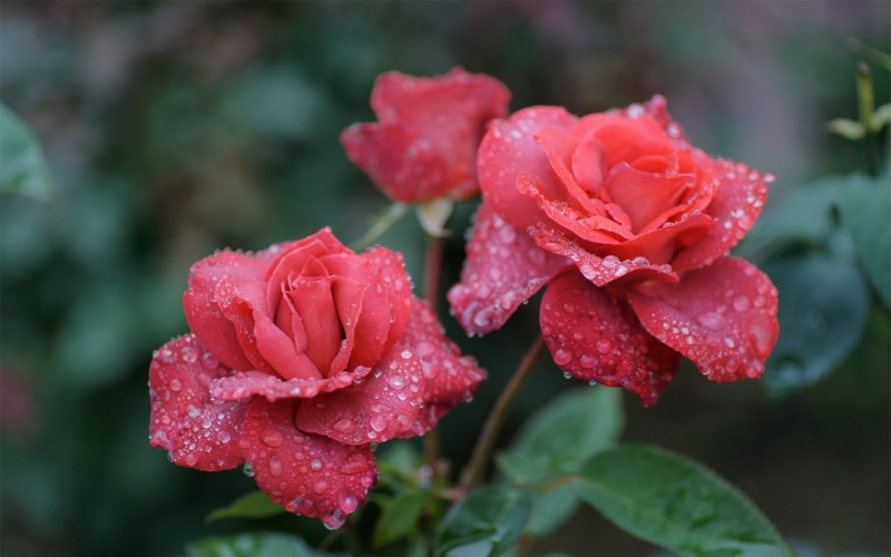Roses, Drops, Water, 1080P, Flowers, Pink
