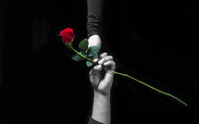 black background, grayscale, rose, nature, indoors, holding, close-up, hand, photo, vulnerability, care, human body part, flower head, love, hands, rose - flower