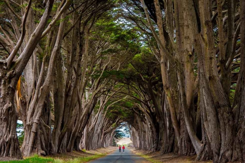 Explore, walking in between, Ajay, Goel, two, San_Francisco, Creative_Commons, Cypress_Tree, forest, people, nature, 720P, Tree_Tunnel, Decisive_Moment