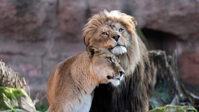 relationship, muzzle, lioness, love, weasel, pair, Leo, look, Duo, womens happiness would be cute next, 4K, lions, a couple