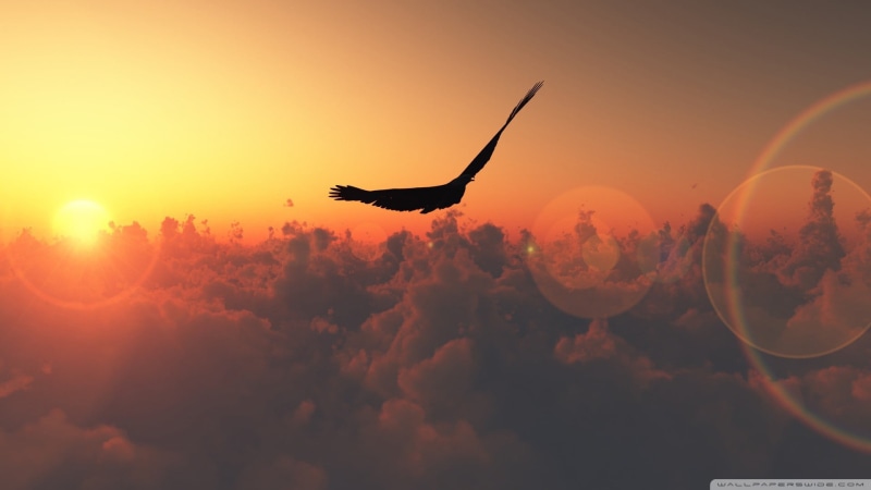 sky, animal, animal themes, silhouette, flying, lens flare, hour, sunlight, sun, no people, scenics - nature, animals, beauty in nature, animals in the wild