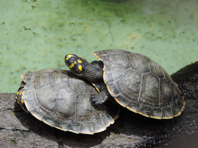 turtle, tortoise, animal wildlife, outdoors, tortoise shell, animal, no people, nature, honeymoon, animals in the wild, close-up, vertebrate, animal shell