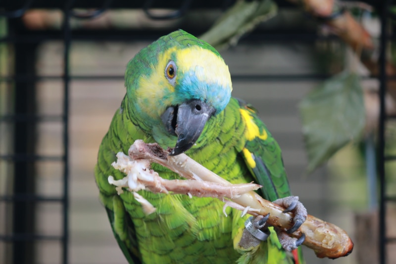 group of animals, parrot, exotic, close-up, animal themes, animals, 5K, animal, green, vertebrate, rainbow lorikeet, green color, parakeet, animal wildlife