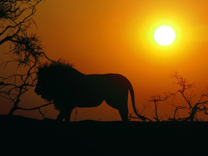 woman, animal, man, outdoors, nature, domestic animals, plant, domestic, sunset, mammal, Sun, herbivorous, livestock, profile view, animal wildlife, vertebrate