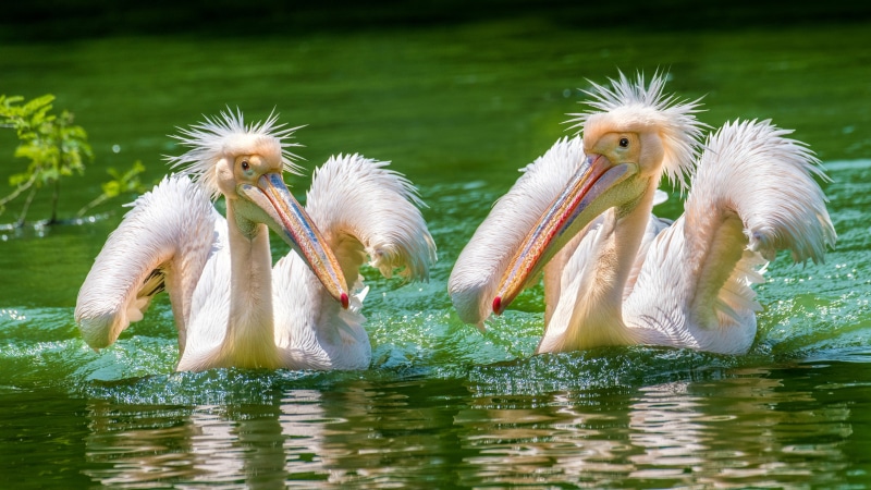 vertebrate, waterfront, swimming, pink, desktop, head, animal themes, togetherness, chest, reflection, small, two animals, outdoors, lake, bird