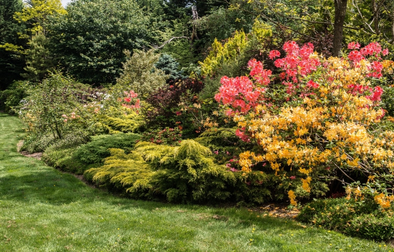 growth, bush, springs best show, horticulture, flower-bed, background, day, flower, blooming, walk, garden, way, flowering, foliage, lush foliage, botany