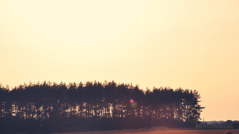sunlight, tranquility, growth, nature, orange color, non-urban scene, lens flare, coniferous tree, scenics - nature, silhouette, land, trees, black, plant