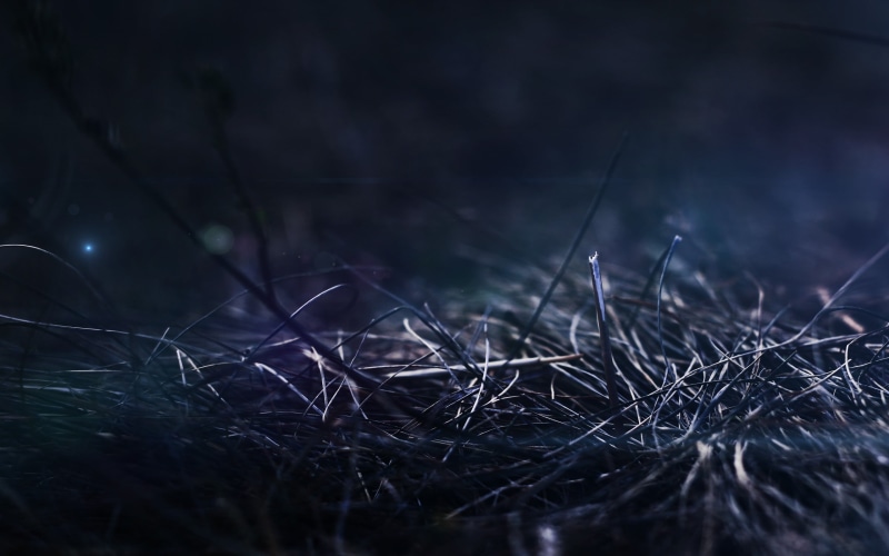 meadow, dried, growth, gray, springtime, strings, land, close-up, abstract, dark, beauty in nature, day, green Color, focus on foreground, plant, dry, vulnerability