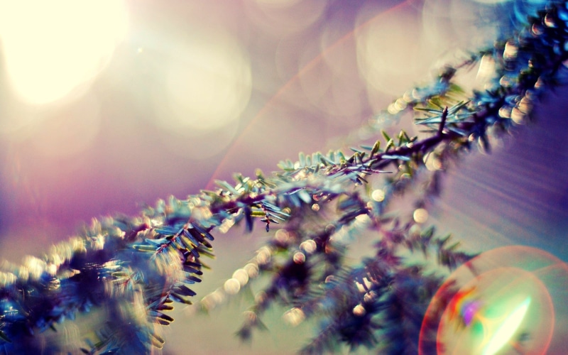 macro, fir-tree, 2K, lens flare