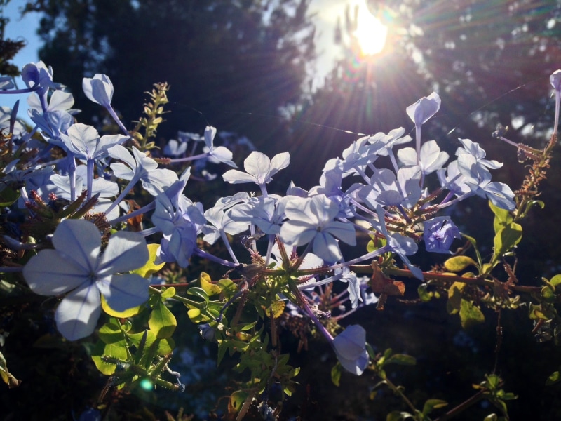 flowers, 1080P, plants, nature, sunlight, lens flare