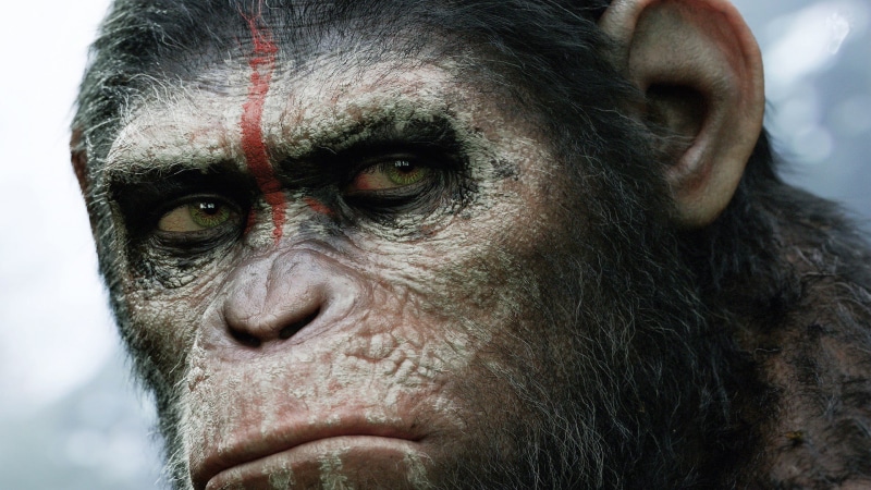 science fiction, human face, people, black, animal body part, day, one animal, vertebrate, animals in the wild, Dawn of the Planet of the Apes, portrait
