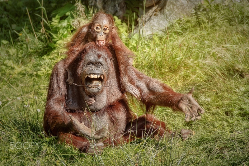 baby animals, 1080P, orangutans, apes, animals