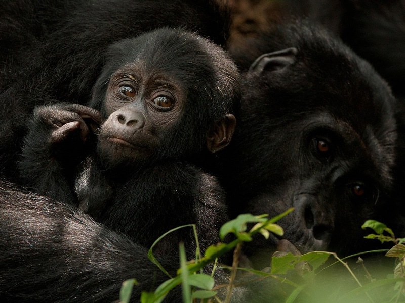 no people, young animal, plant, apes, animals in the wild, animal family, outdoors, two animals, gorilla, gorillas, vertebrate, mammal, forest, animal wildlife