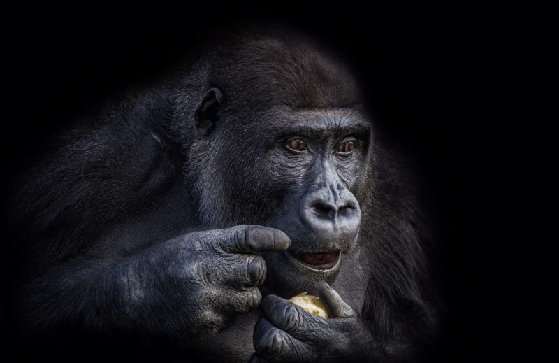 mammal, one animal, apes, animals, portrait, animal wildlife, animal body part, endangered species, rainforest, primate, animals in captivity, zoo, black background