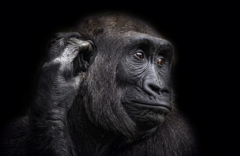 animals in captivity, looking, animal body part, monkey, one animal, portrait, contemplation, ape, animals in the wild, mammal, animal wildlife, vertebrate