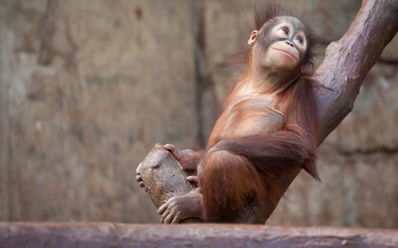 primate, animal wildlife, sitting, animals, care, animals in the wild, outdoors, 720P, ape, orangutan, vertebrate, relaxation, animal hair, people, nature