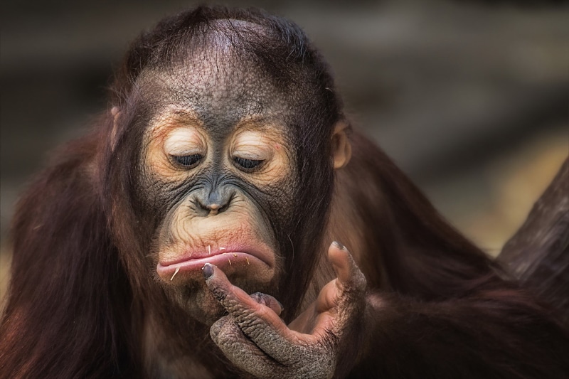 apes, animals, 1080P
