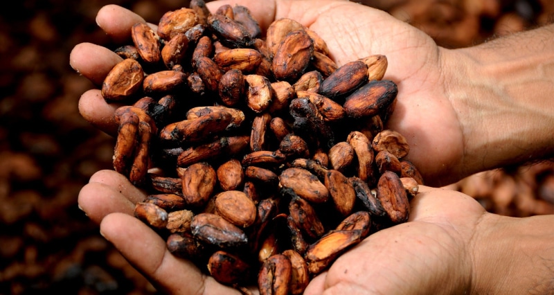 Cocoa, bean, coffee, roasted coffee bean, cocoa bean, chocolate, s, freshness, Cacao, one person, human body part, finger, 1080P, body part, photo, man