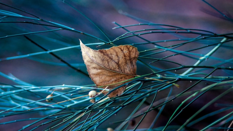 backgrounds, closeup, autumn, photo, christmas, brown, macro, green, day, close-up, plant part, dried, leaf, nature, season, natural condition, plant, growth