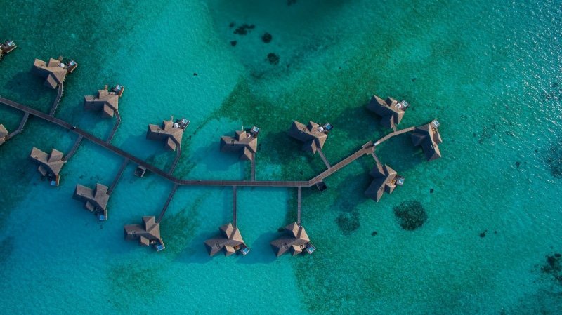 large group of animals, group of animals, land, aerial view, body, swimming, animal wildlife, blue, no people, animal, turquoise colored, 4K, water, sea