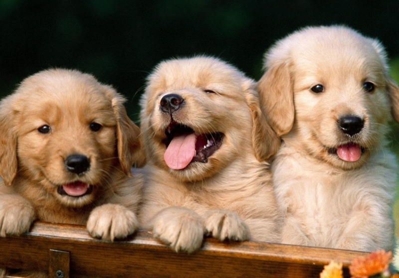 animal family, looking at camera, wild photos, golden retriever, animal head, cute animals, animal themes, baby animals, domestic animals, cool pictures