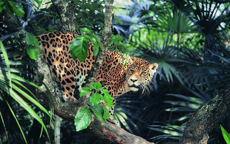 animals, wild cat, Jaguar, 2K