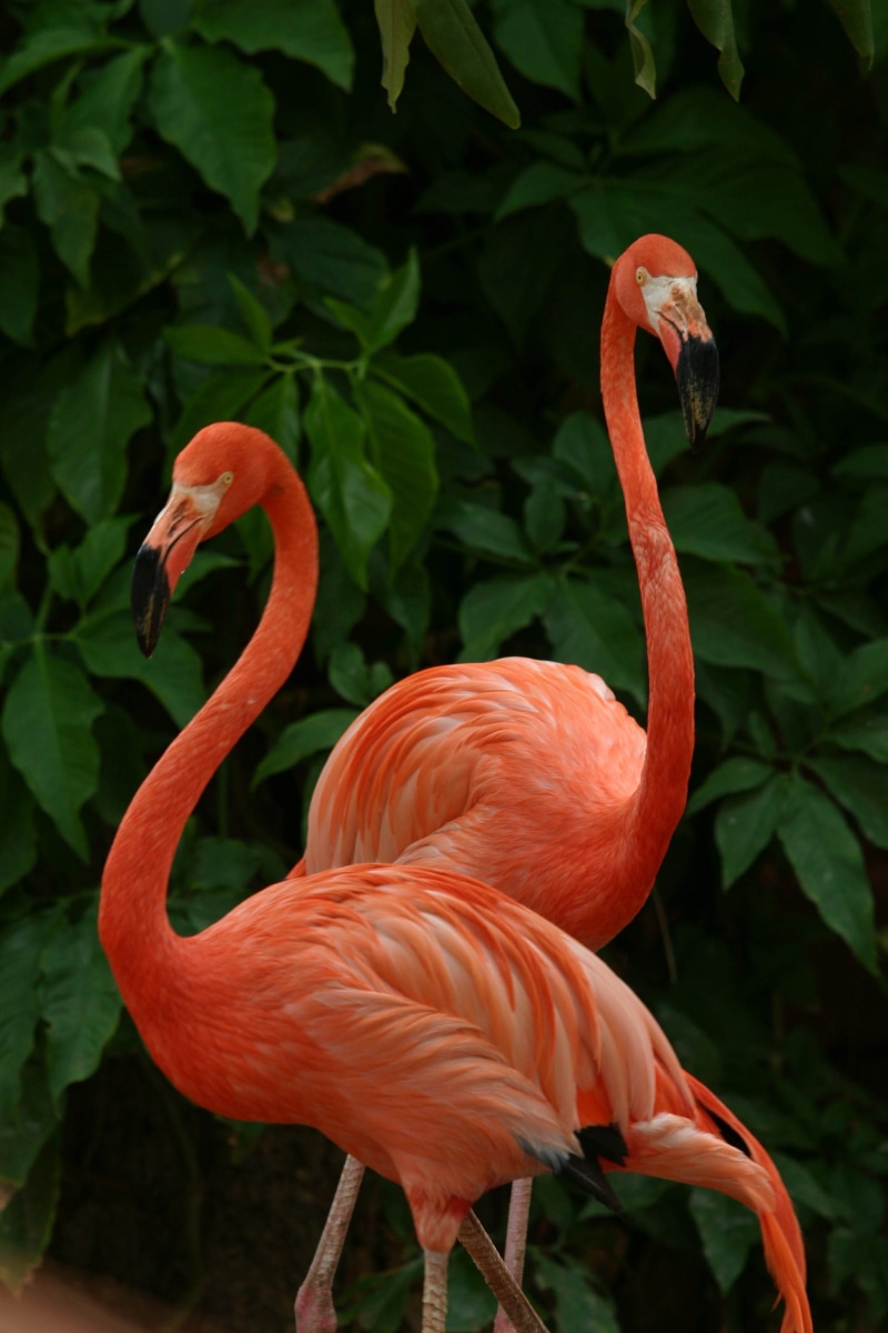 near, green plants, pink, animal body part, nature, two, green, flamingo, close-up, animals in the wild, freshwater bird, red, 2K, animal, animal themes