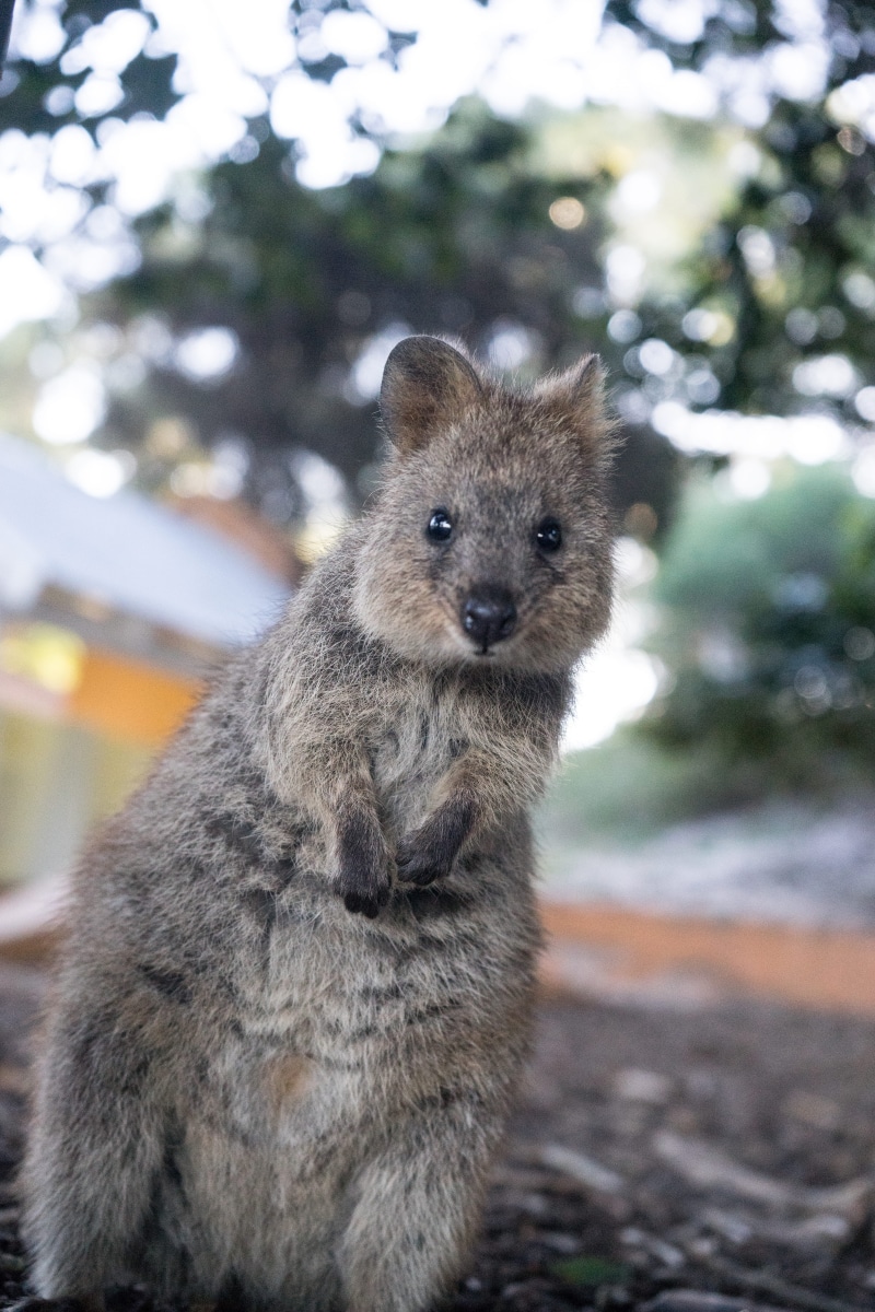 animal, vertebrate, outdoors, selective, wild, rodent, animals in the wild, tree, looking at camera, land, young animal, 5K, mammal, quokka, photography